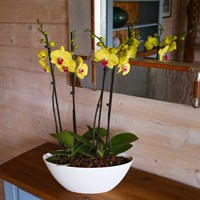 Orchids In White Orchid Boat Houseplant