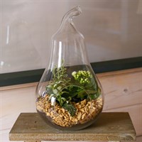 Seasonal Plant Pear Glass Indoor Arrangement 