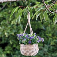 Smart Garden Basket Bouquet - Blue (5040055)