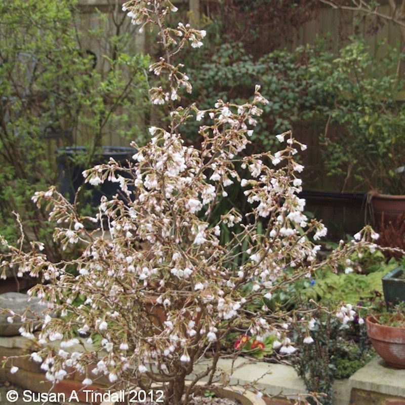 prunus incisa kojo no mai 3l prunus incisa kojo no mai 3l