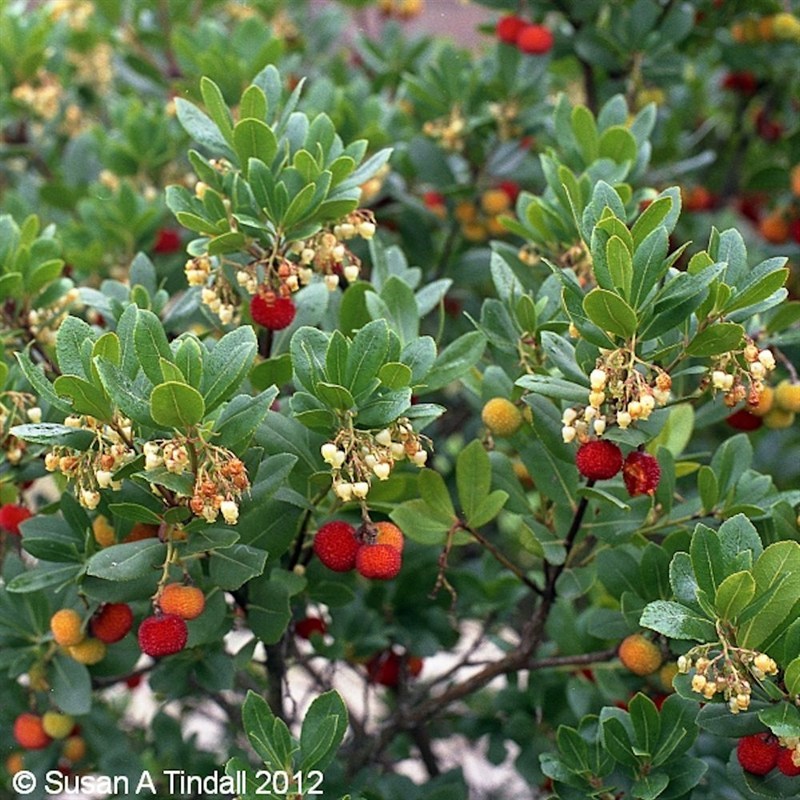 Tree leaves arbutus dropping