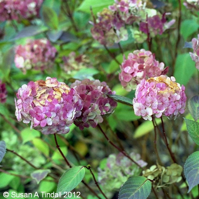 Hydrangea serrata Preziosa in a 3L Pot