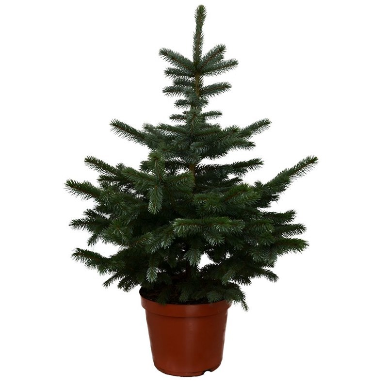 pannebakker blue spruce 3 4ft 100 125cm real potted pannebakker blue spruce 3 4ft 100 125cm real potted
