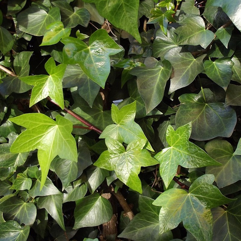 Ivy Hedera Helix Plant Single 1L Pot