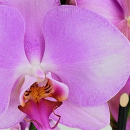 Orchids