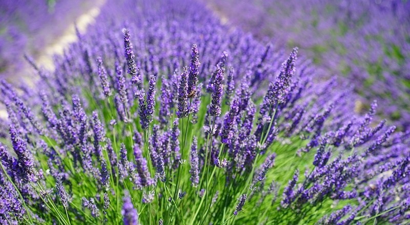 a-quick-look-at-lavender-090617.jpg