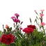 A Lucky Dip Selection! Dianthus Suncharm Assorted 6 x 10.5cm Pot BeddingAlternative Image1