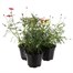 A Lucky Dip Selection! Argyranthemum Aramis Mixed - 3 x 13cm Pot BeddingAlternative Image1