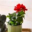 Begonia Red HouseplantAlternative Image1