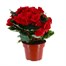 Begonia Red HouseplantAlternative Image3