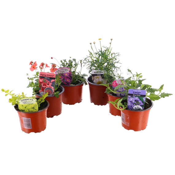 A Lucky Dip Selection! Basket Plants 6 x 10.5cm Pot Bedding