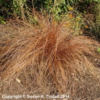 Carex Buchananii - 2L Pot