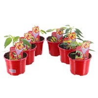 A Lucky Dip Selection! Chilli Peppers - 6 x 10.5cm Pot Vegetable Bedding