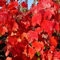 Acer Red Sunset 'Canadian Maple' Tree