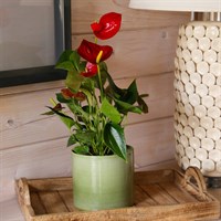 Anthurium Red Houseplant