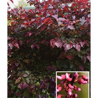 Cercis 'Canadensis Forest Pansy' Tree