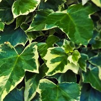 Ivy Hedera Helix Plants - Set of 5 x 1L Pots