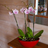 Orchids In Red Orchid Boat Houseplant