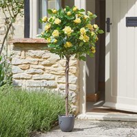 Smart Garden Sunshine Yellow 120cm Artificial Potted Rose (5607591)