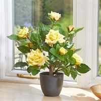 Smart Garden Sunshine Yellow 40cm Artificial Potted Rose (5607501)