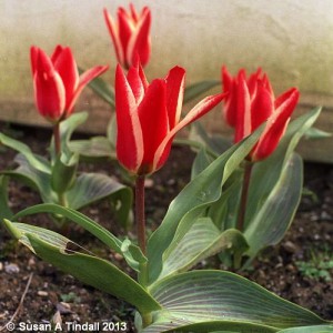 Longacres Blog - Tulip Pinocchio