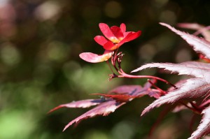 Acer leaves close up