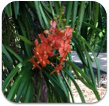 Ascocenda Orchid