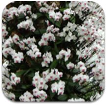 Phaelenopsis Orchid