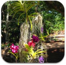 Orhcids growing naturally in Hawaii