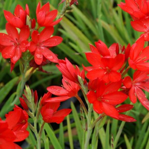 Elegant Schizostylis