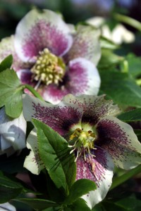 Helleborus