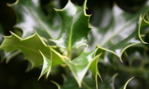 blog_holly_leaves