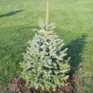 Potted Blue Spruce