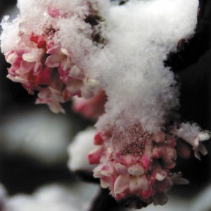 Winter Flower