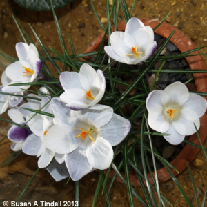 Crocus 'Prins Claus'