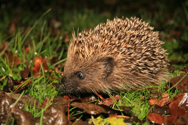 Hedgehog
