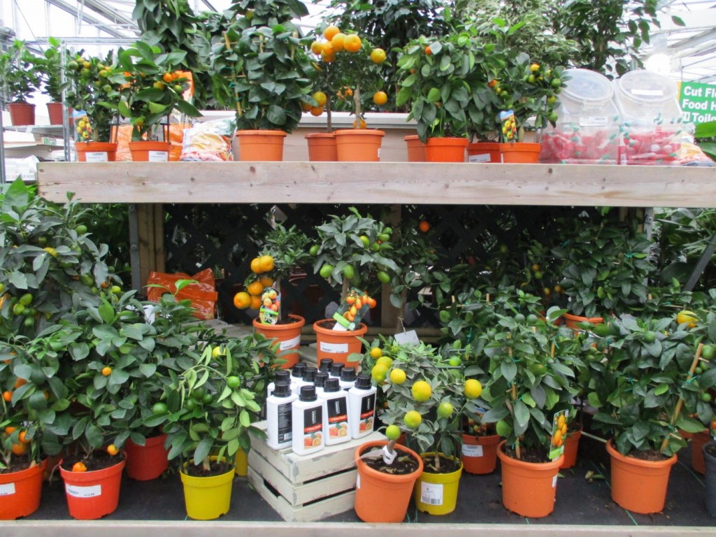 Citrus Plants at Longacres
