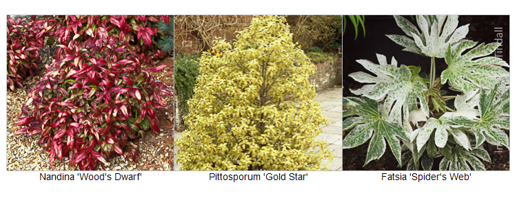 Plants with Exceptional Foliage