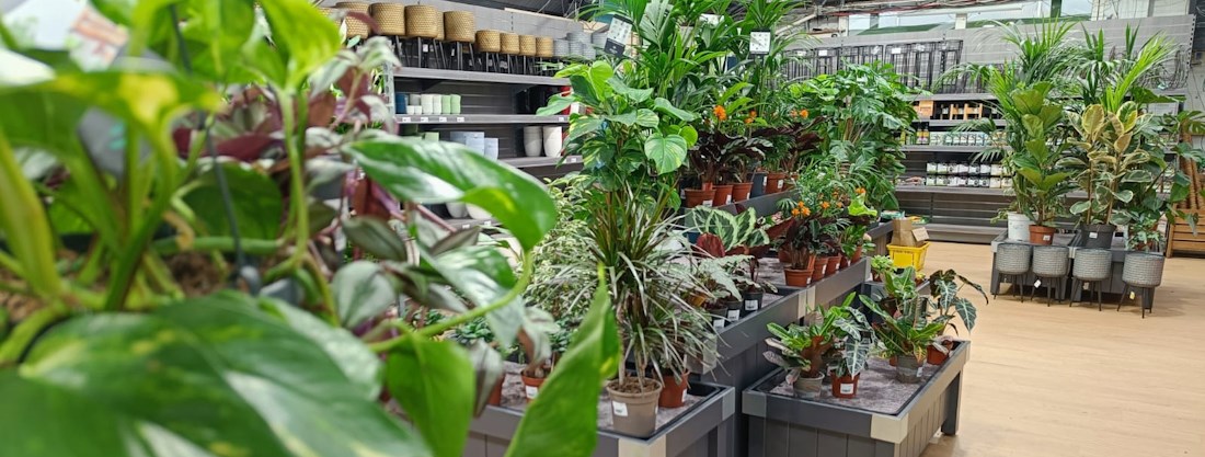 Longacres Bourne Valley houseplant department