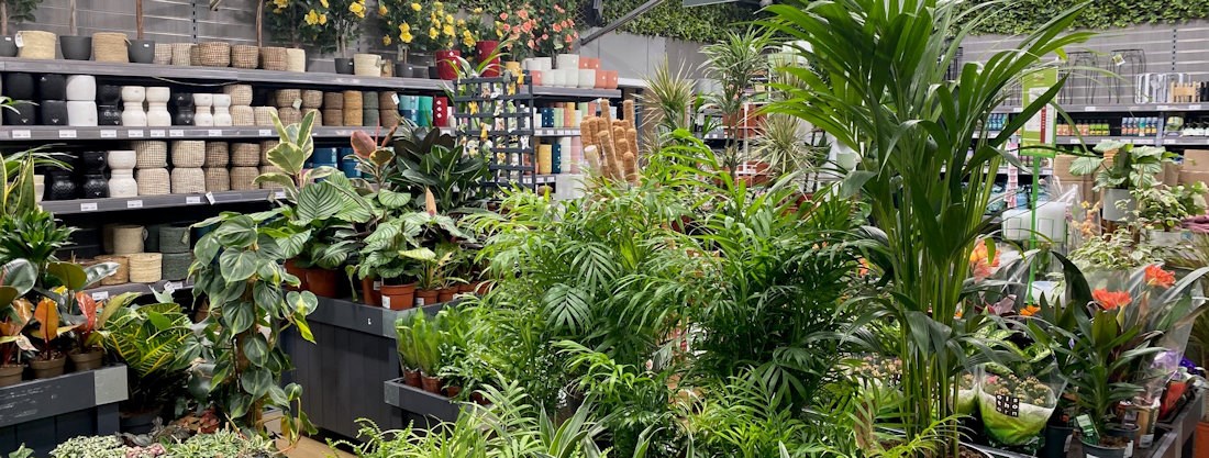 Longacres Bourne Valley houseplant department filled with indoor plants and pots specifically for indoor plants