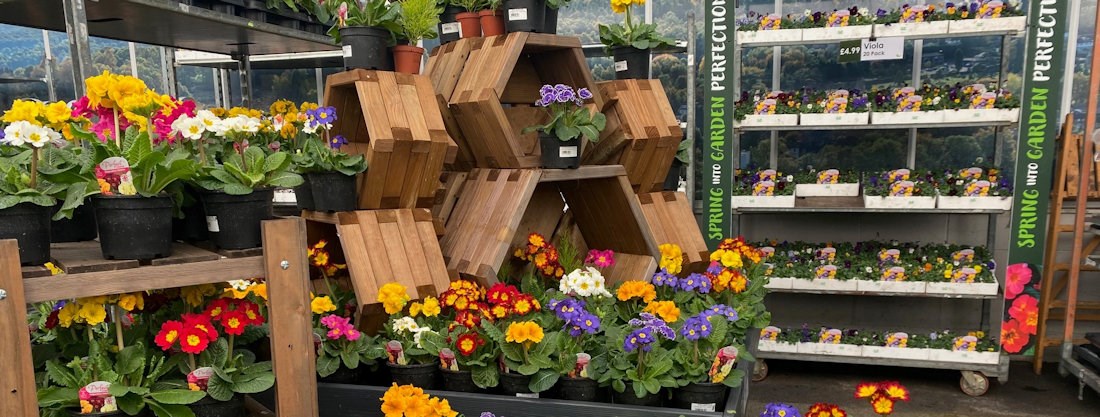 Longacres Bourne Valley outdoor bedding plant display filled with primroses