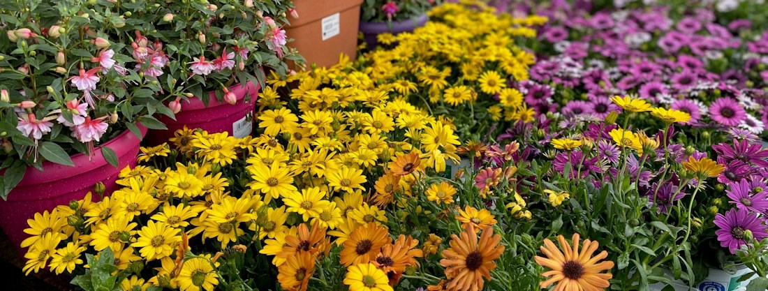 Longacres Bourne Valley outdoor potted bedding display fill with an array of colours