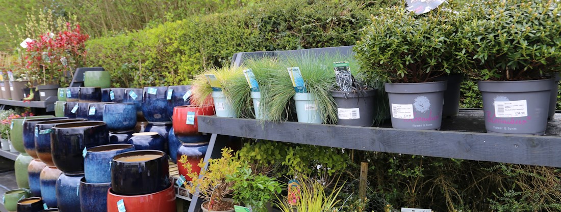 Longacres Chobham plants and pot display for outdoor planting