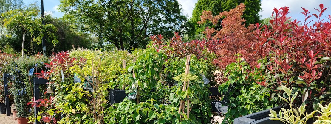 Longacres Shepperton plant department with a wide range of colourful trees and plants