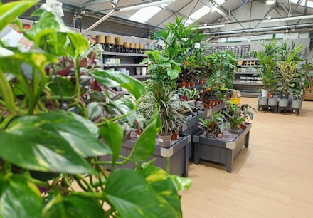 Longacres Bourne Valley houseplant department