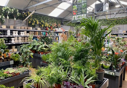 Longacres Bourne Valley houseplant department filled with indoor plants and pots specifically for indoor plants