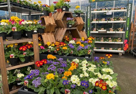 Longacres Bourne Valley outdoor bedding plant display filled with primroses