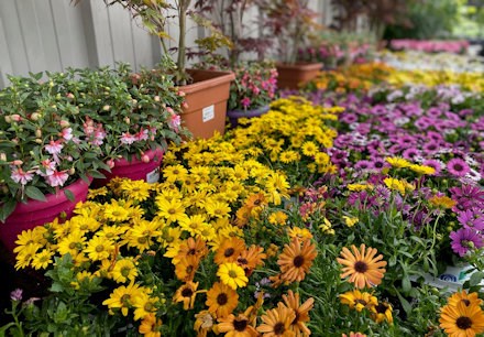 Longacres Bourne Valley outdoor potted bedding display fill with an array of colours
