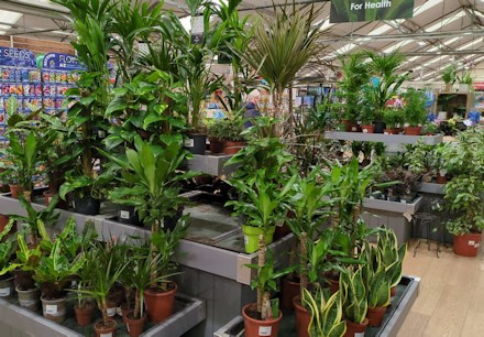 Longacres Bybrook Barn houseplant department
