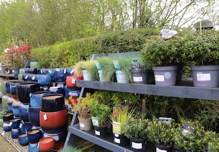 Longacres Chobham plants and pot display for outdoor planting